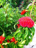 IMG-20190818-WA0001.jpg