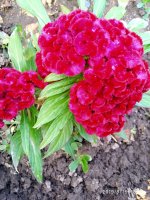 IMG-20190818-WA0000.jpg