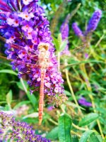 IMG-20190818-WA0024.jpg