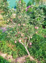 IMG-20190818-WA0028.jpg