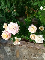 IMG-20190818-WA0023.jpg