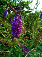 IMG-20190818-WA0026.jpg