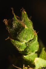 DSC_7762.jpg