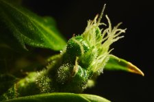 DSC_7771.jpg