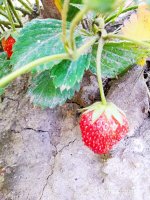 IMG-20190820-WA0005.jpg