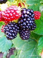 IMG-20190820-WA0008.jpg