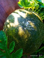 IMG-20190820-WA0010.jpg
