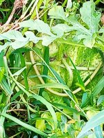 IMG-20190820-WA0050.jpg