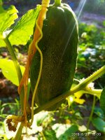 IMG-20190820-WA0054.jpg