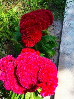 IMG-20190820-WA0015.jpg