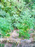 IMG-20190820-WA0062.jpg