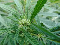 WW от Amsterdam seed.JPG