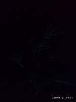 IMG-20190821-WA0000.jpg