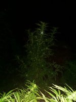 IMG-20190821-WA0004.jpg