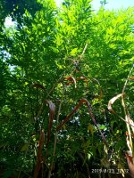 IMG-20190823-WA0016.jpg