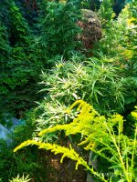 IMG-20190823-WA0011.jpg
