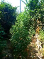 IMG-20190823-WA0008.jpg