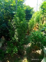IMG-20190823-WA0001.jpg