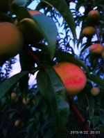 IMG-20190822-WA0000.jpg