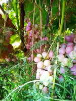 IMG-20190823-WA0019.jpg
