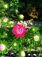 IMG-20190823-WA0028.jpg