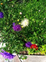 IMG-20190823-WA0027.jpg
