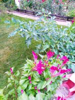 IMG-20190823-WA0037.jpg