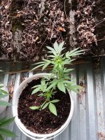 авто чиз 22.08.jpg