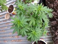 сияние 22.08.jpg