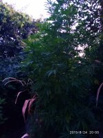 IMG-20190824-WA0002.jpg IMG-20190824-WA0002.jpg