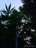 IMG-20190824-WA0000.jpg IMG-20190824-WA0000.jpg