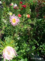 IMG-20190825-WA0002.jpg IMG-20190825-WA0002.jpg
