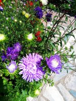 IMG-20190825-WA0001.jpg IMG-20190825-WA0001.jpg