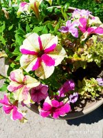IMG-20190825-WA0016.jpg IMG-20190825-WA0016.jpg