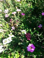 IMG-20190825-WA0014.jpg IMG-20190825-WA0014.jpg