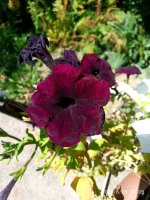 IMG-20190825-WA0012.jpg IMG-20190825-WA0012.jpg