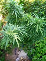 IMG-20190826-WA0009.jpg IMG-20190826-WA0009.jpg
