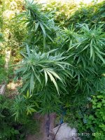 IMG-20190826-WA0008.jpg IMG-20190826-WA0008.jpg
