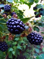 IMG-20190826-WA0025.jpg IMG-20190826-WA0025.jpg