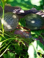 IMG-20190826-WA0021.jpg IMG-20190826-WA0021.jpg