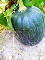 IMG-20190826-WA0017.jpg IMG-20190826-WA0017.jpg