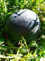 IMG-20190826-WA0016.jpg IMG-20190826-WA0016.jpg