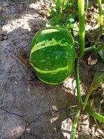 IMG-20190826-WA0013.jpg IMG-20190826-WA0013.jpg