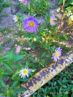 IMG-20190826-WA0039.jpg IMG-20190826-WA0039.jpg