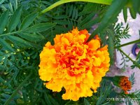 IMG-20190826-WA0036.jpg IMG-20190826-WA0036.jpg