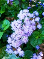 IMG-20190826-WA0035.jpg IMG-20190826-WA0035.jpg