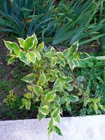 IMG-20190826-WA0028.jpg IMG-20190826-WA0028.jpg