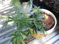 авто чиз 27.08.jpg