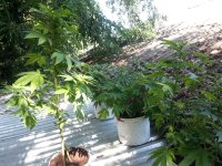 общий вид 27.08.jpg