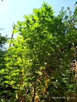 IMG-20190829-WA0011.jpg